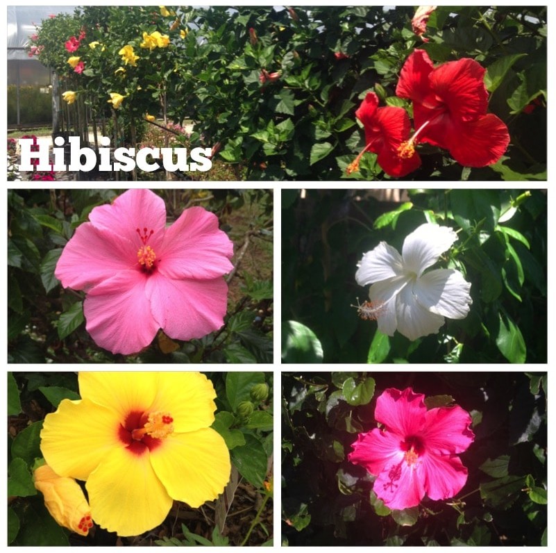 Hibiscus Collage