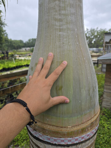 spindle palm colorful wood 1