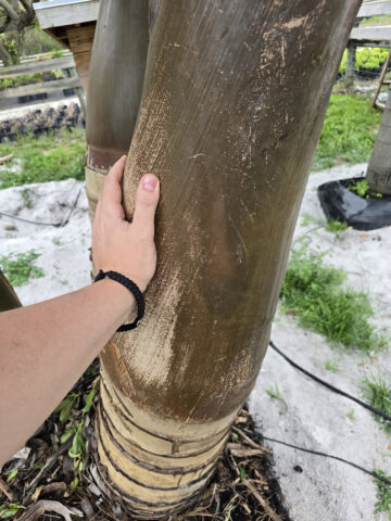 spindle palm fat wood 1