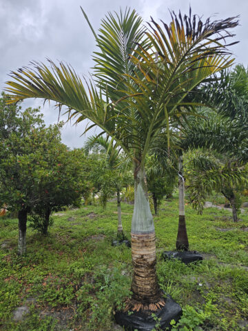 spindle palm single st pete 1