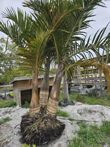 spindle palm triple parrish florida 1